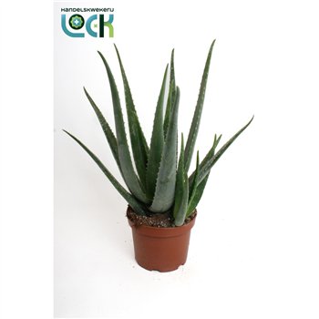 Aloe vera 50cm 19cm Q231
