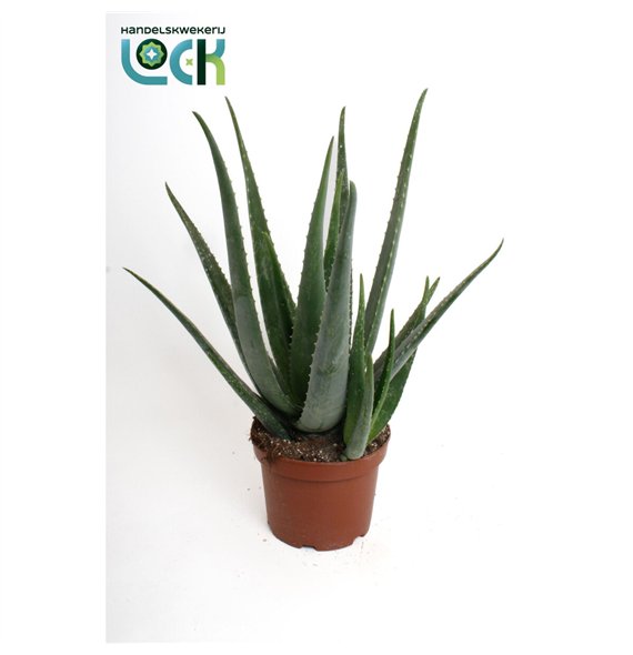 Aloe vera 50cm 19cm Q231
