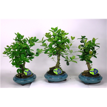 Ilex fortunei F00002206