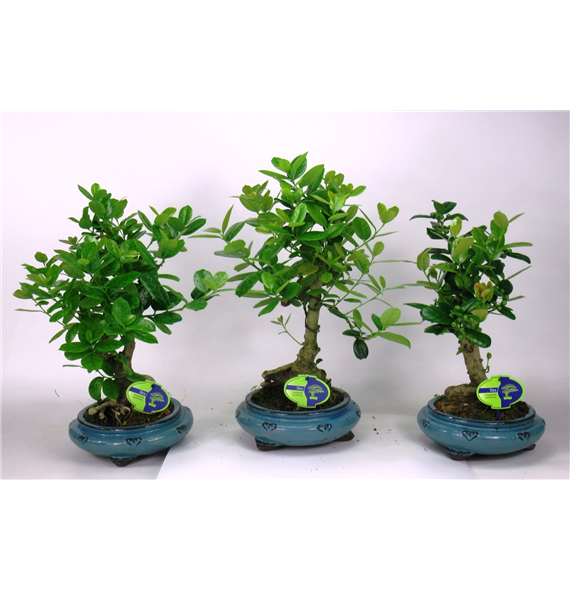 Ilex fortunei F00002206