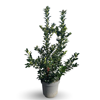 Ilex meserveae 'Blue Maid' F00008100
