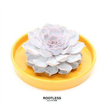 Nasad Sukulente ROOTLESS Echeveria  Yellow bowl 1 pp 21cm 21cm Q247