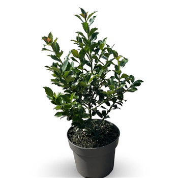 Ilex meserveae 'Blue Maid' F00008080