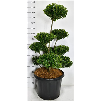 Ilex maximowicziana 'Kanehirae' F00006664