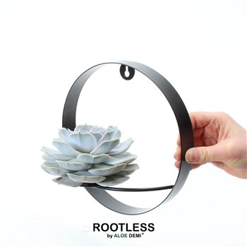 Nasad Sukulente ROOTLESS Echeveria lilacina  black metal for wall1 pp 22cm 22cm Q257
