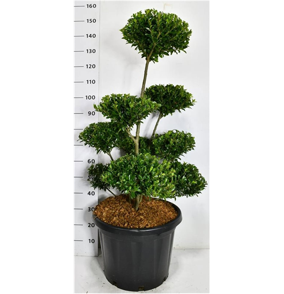 Ilex maximowicziana 'Kanehirae' F00006664