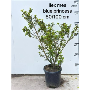 Ilex meserveae 'Blue Prince' F00008318