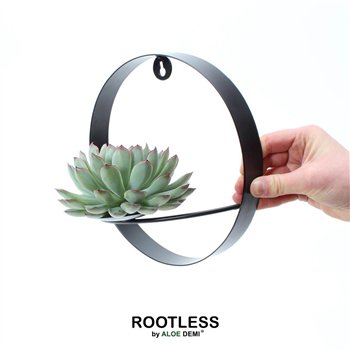 Nasad Sukulente ROOTLESS Echeveria pulidonis  black metal for wall1 pp 22cm 22cm Q259