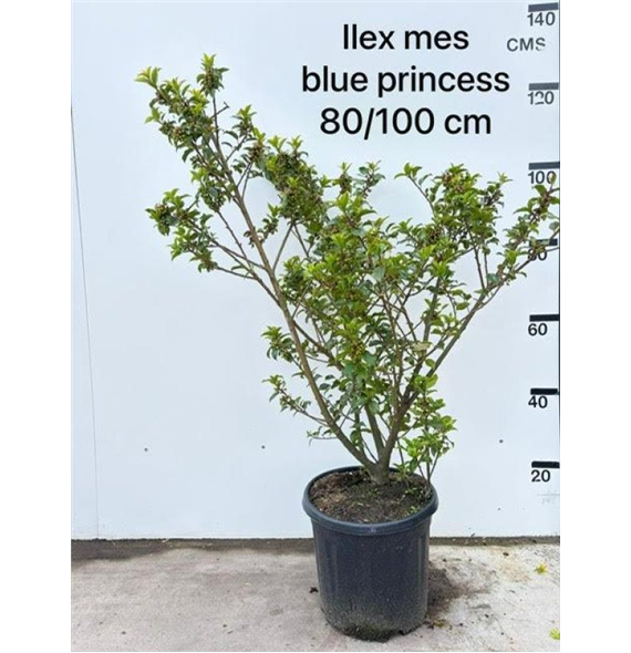 Ilex meserveae 'Blue Prince' F00008318