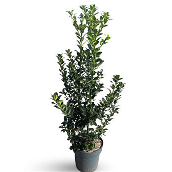 Ilex meserveae 'Heckenfee' F00008102