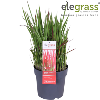 Imperata cylindrica 'Red Baron' F00007772