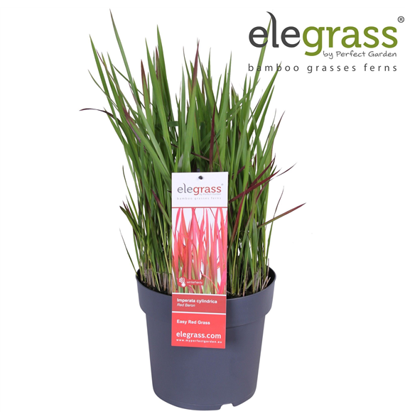Imperata cylindrica 'Red Baron' F00007772