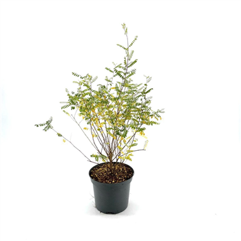 Indigofera heterantha F00008351