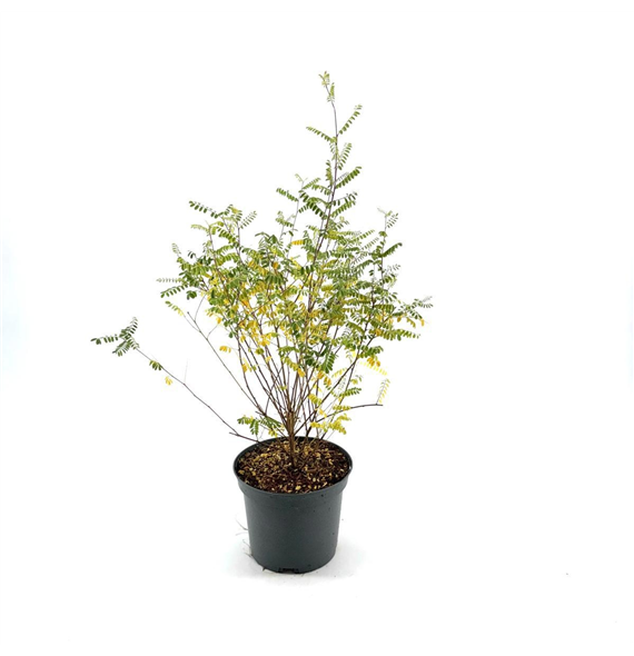 Indigofera heterantha F00008351