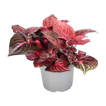 Iresine herbstii 'Rich Redstar' F00002588