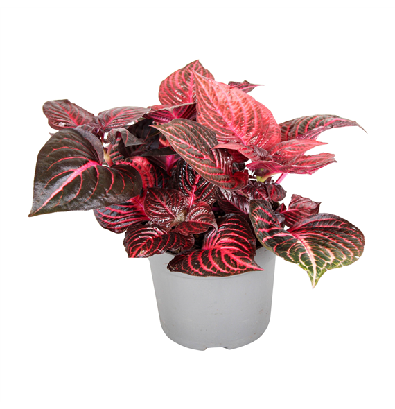 Iresine herbstii 'Rich Redstar' F00002588