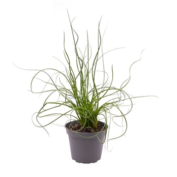 Juncus effusus 'Spiralis' F00005051