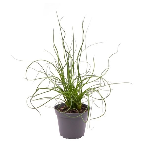 Juncus effusus 'Spiralis' F00005051