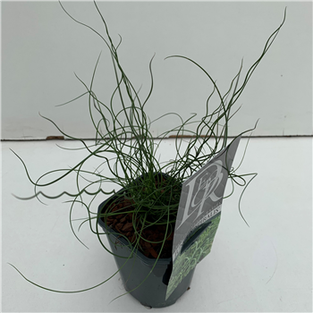 Juncus effusus 'Spiralis' F00003910