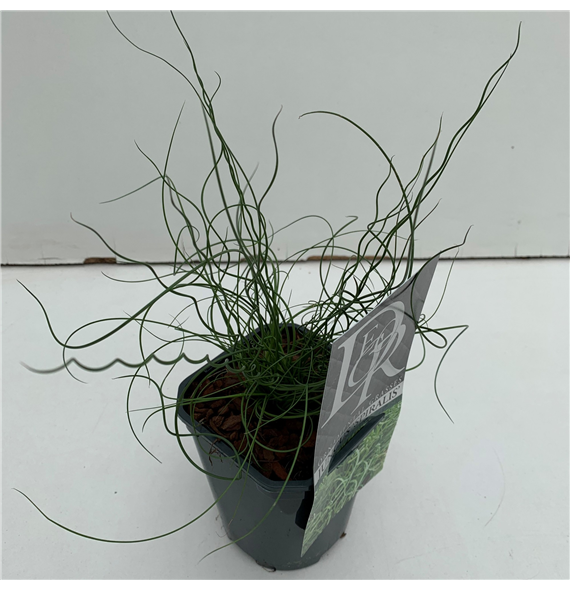 Juncus effusus 'Spiralis' F00003910