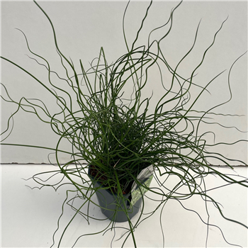 Juncus effusus 'Spiralis' F00003888