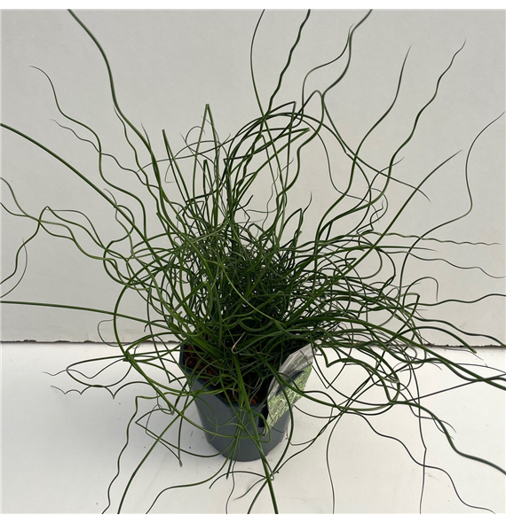 Juncus effusus 'Spiralis' F00003888