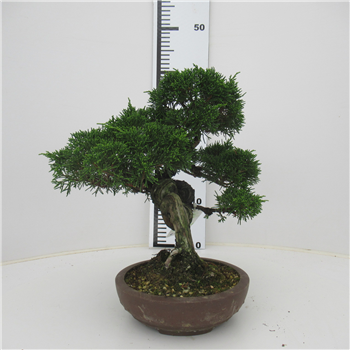 Juniperus chinensis F00007706