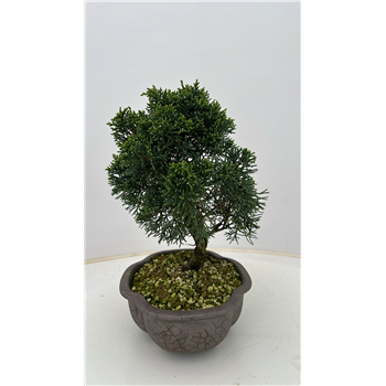 Juniperus chinensis F00007708