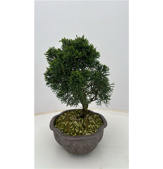 Juniperus chinensis F00007708
