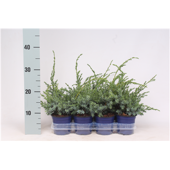 Juniperus chinensis 'Blue Alps' F00003666