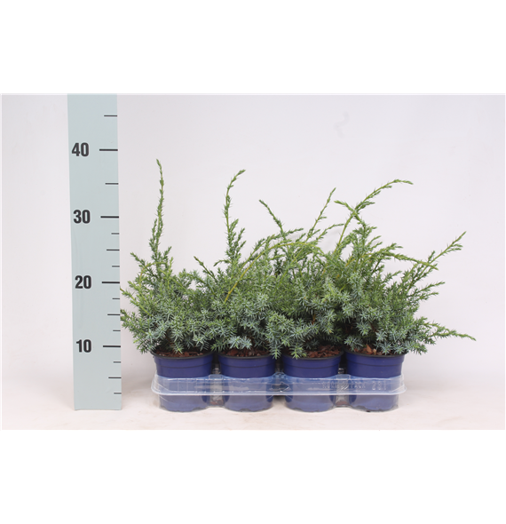 Juniperus chinensis 'Blue Alps' F00003666
