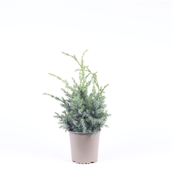 Juniperus chinensis 'Blue Alps' F00003667