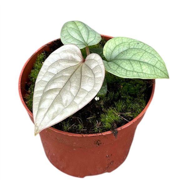 Anthurium Luxurians without flower fl 15cm 10.5cm Q394