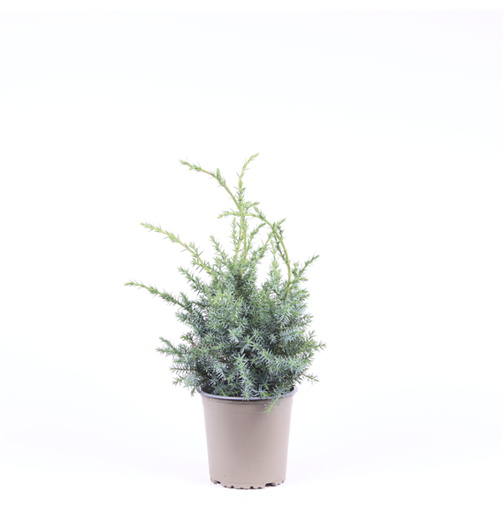 Juniperus chinensis 'Blue Alps' F00003667