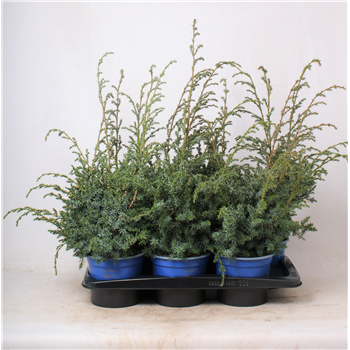Juniperus chinensis 'Blue Alps' F00003669