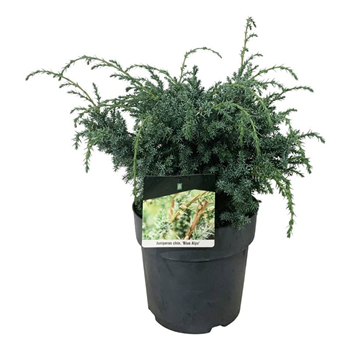 Juniperus chinensis 'Blue Alps' F00006848