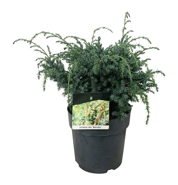 Juniperus chinensis 'Blue Alps' F00006848
