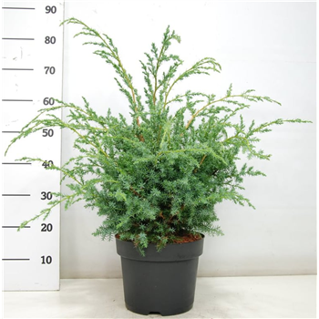 Juniperus chinensis 'Blue Alps' F00004192