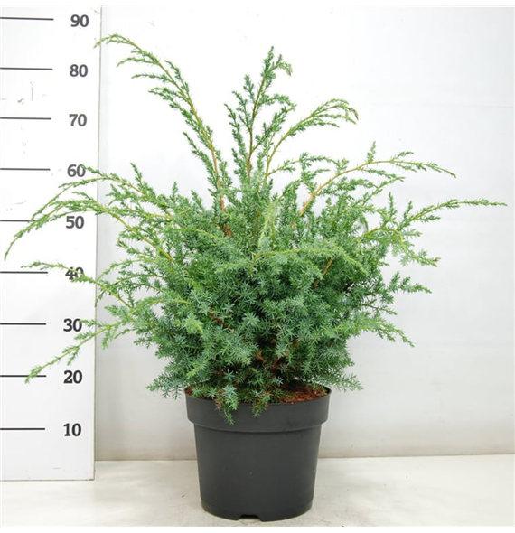 Juniperus chinensis 'Blue Alps' F00004192