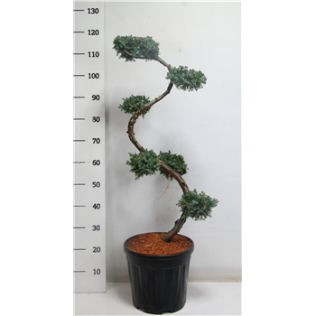 Juniperus chinensis 'Blue Alps' F00005918