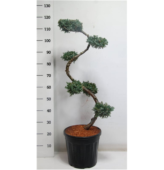 Juniperus chinensis 'Blue Alps' F00005918