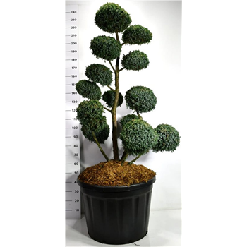 Juniperus chinensis 'Blue Alps' F00006505