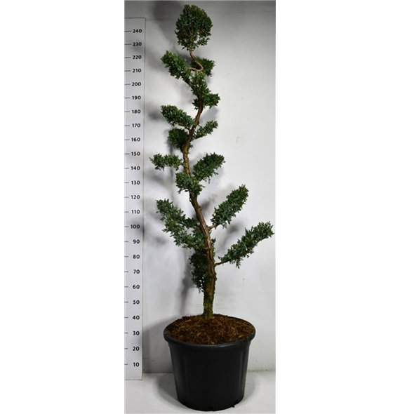 Juniperus chinensis 'Blue Alps' F00006513