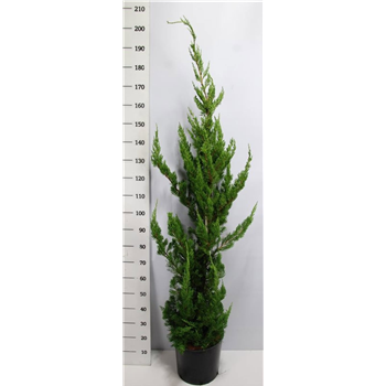 Juniperus chinensis 'Kaizuka' F00005956