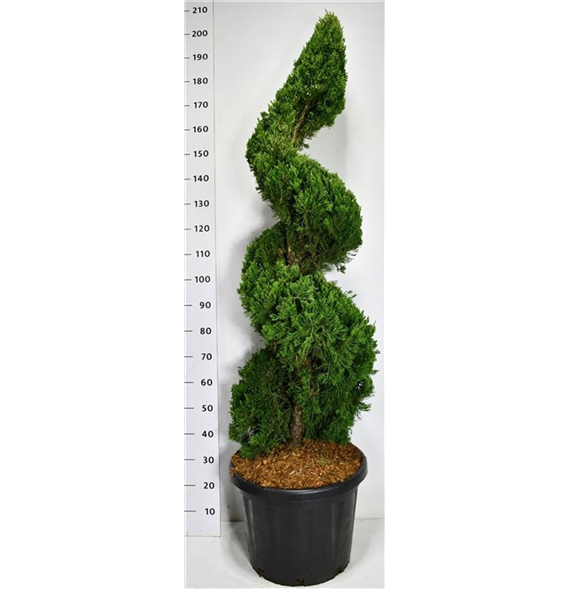 Juniperus chinensis 'Kaizuka' F00006647