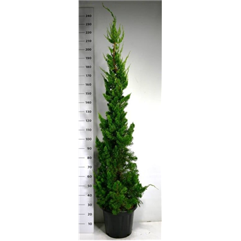 Juniperus chinensis 'Kaizuka' F00006149