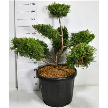 Juniperus chinensis 'Kuriwao Gold' F00007539