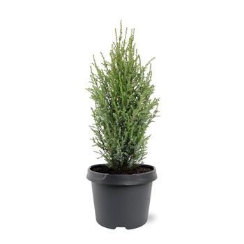 Juniperus communis 'Compressa' F00008258