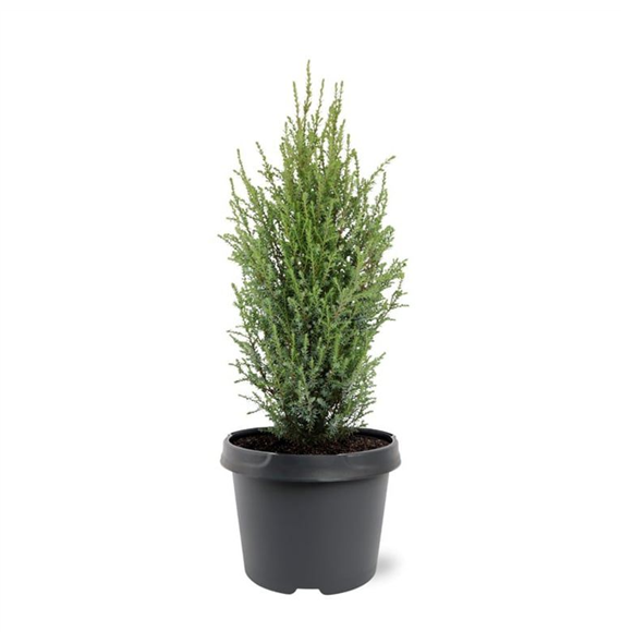 Juniperus communis 'Compressa' F00008258