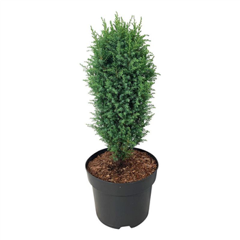 Juniperus communis 'Compressa' F00007419